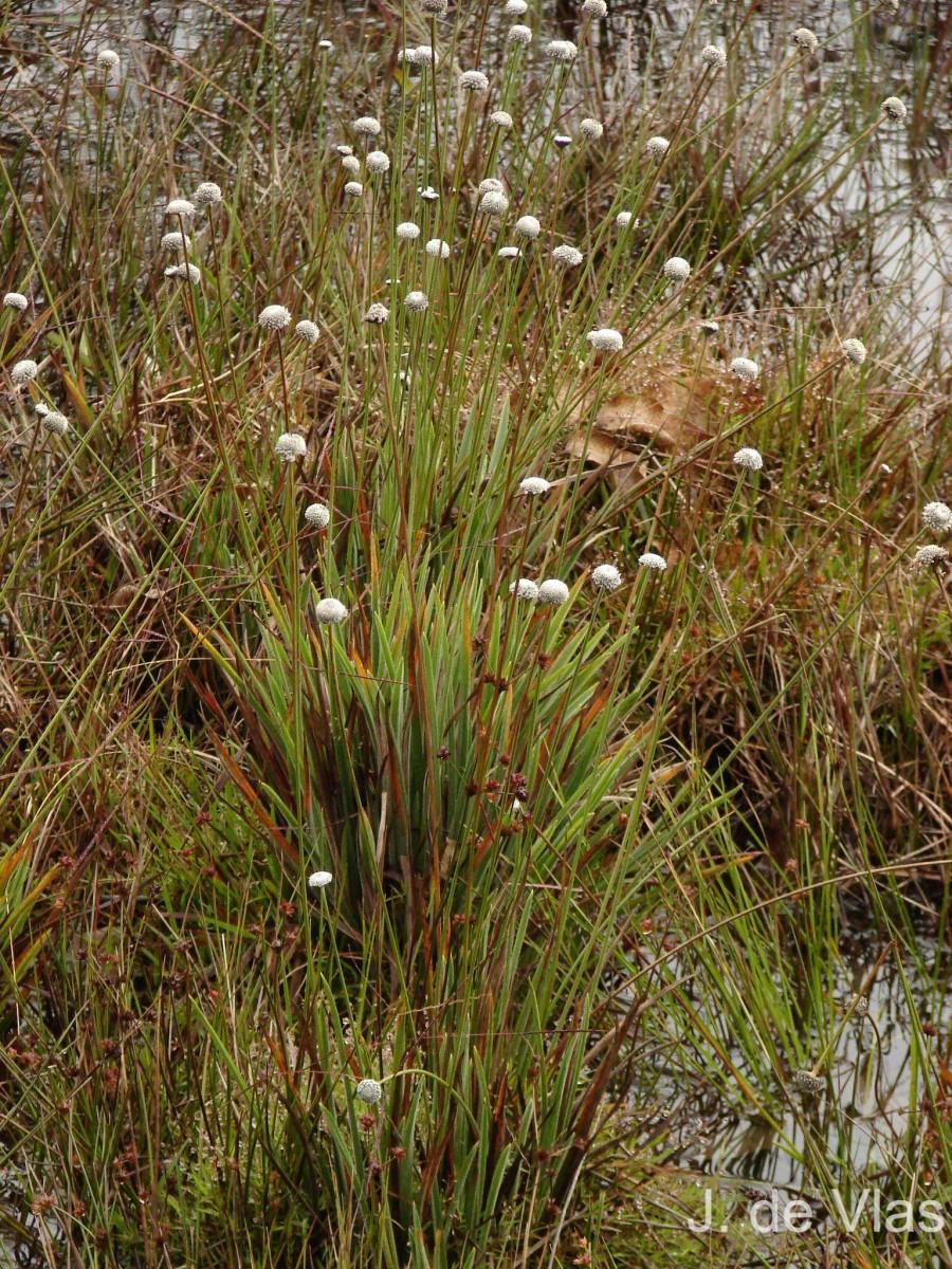 Eriocaulon brownianum Mart.
